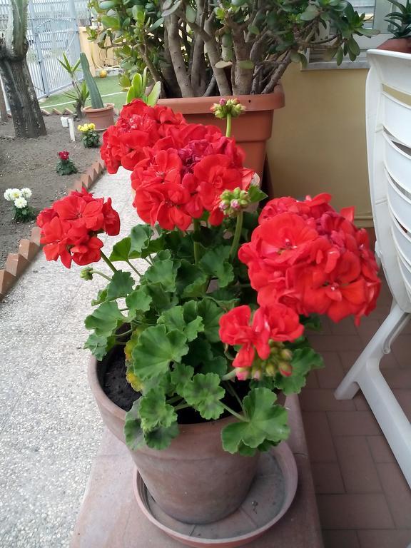 Bed and Breakfast Domus Felix Ercolano Exterior foto